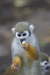 Singes Saimiris de Guyane