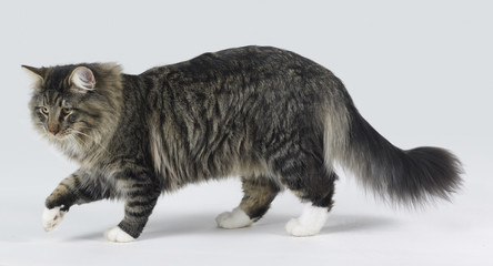 Norwegian Forest cat