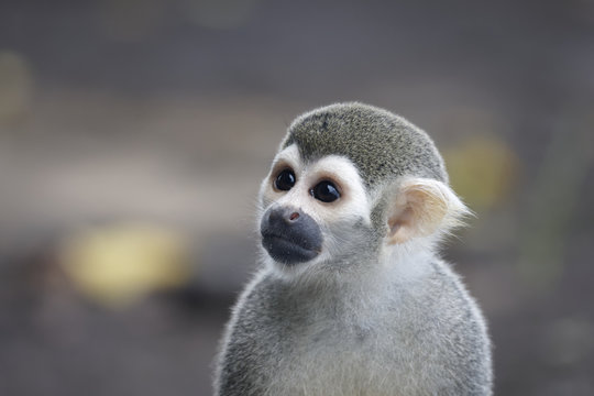 Singes Saimiris de Guyane