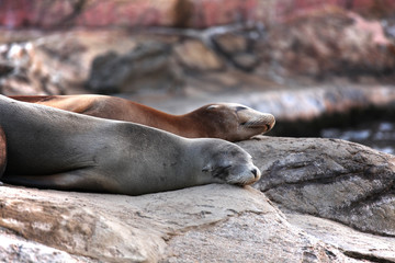 sea lion sleeping