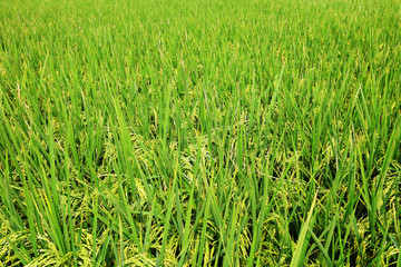 Obraz premium paddy rice field