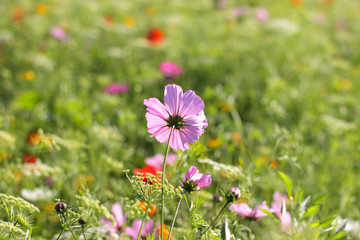 Colorful flowers, selective focus on pink flower