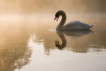 Mute Swan gazing at its reflection in a mist covered lake