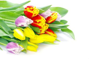 Tulips On Wite