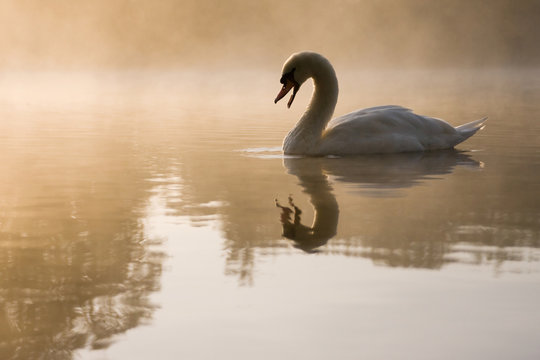 Mute Swan gazing at its reflection in a mist covered lake
