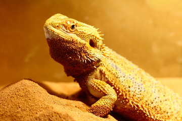 bartagam m&auml;nnlich