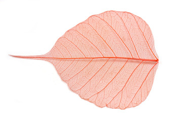 autumn leaf