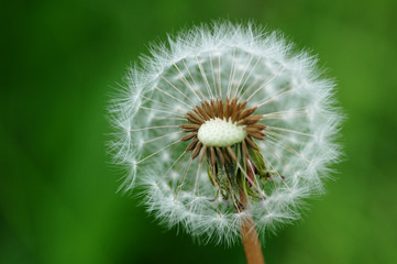 タンポポの綿毛