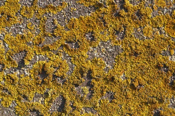 Yellow lichens on a stone wall