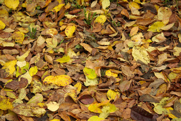 autumn leaves on the ground