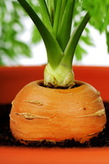 Carrot in plastic pot