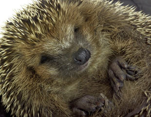 rolled-up hedgehog portrait