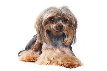 Yorkshire Terrier dog on white