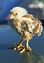 chicken reflecting floor