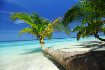 tropical island
