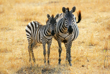 Zebra with foal