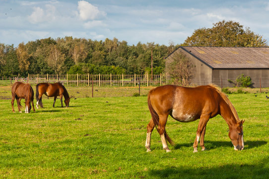 Grazing Horses And An Old Barn