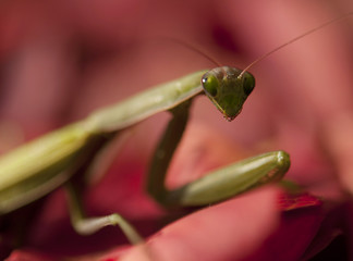 mantis