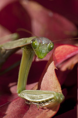 mantis