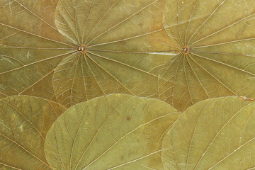 Dry green leafs background