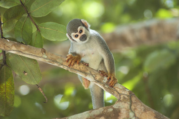 Mono ardilla