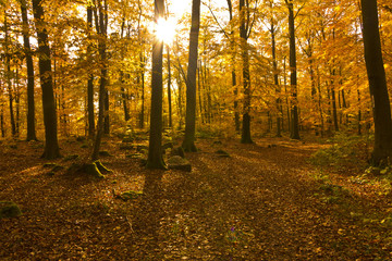 Herbstwald im Gegenlicht