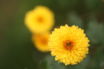 Yellow chrysanthemum