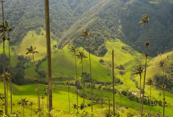 Gordijnen Vax palmbomen van Cocora Valley, Colombia © javarman