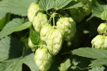 Plant hops close-up