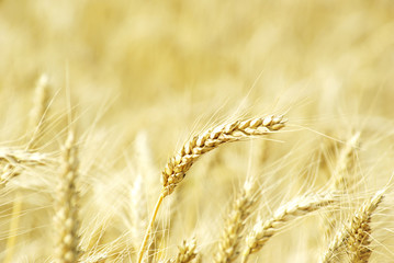 wheat