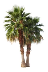 Rolgordijnen 2 Palmen, freigestellt © picoStudio