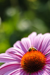 Purple cone flower (Echinacea purpurea 