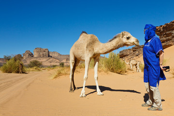Tourist and Camel in the Sahara Desert