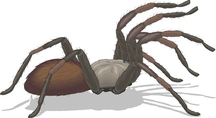 Tarantula spider