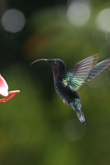 Colibri des Antilles