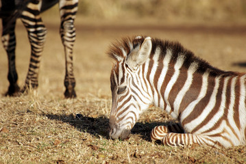 Fototapeta na wymiar Wild common zebra baby grazing