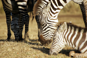 Zebra family grazing