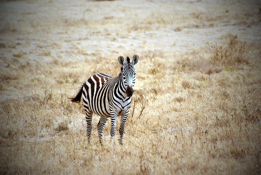 Lonely zebra picture with vignetting effect