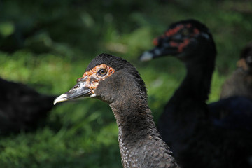 Schwarze Warzenente
