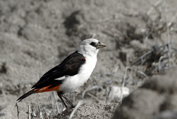 White-headed buffalo-weaver in savanna in black and white