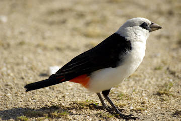 White-headed buffalo-weaver