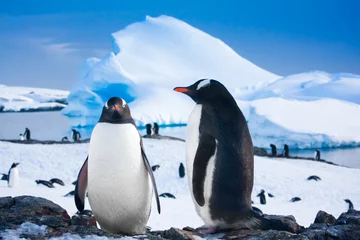 Rolgordijnen Two penguins dreaming © Goinyk