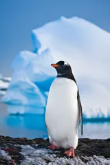 Abwaschbare Fototapete Antarktis Pinguin auf den Felsen