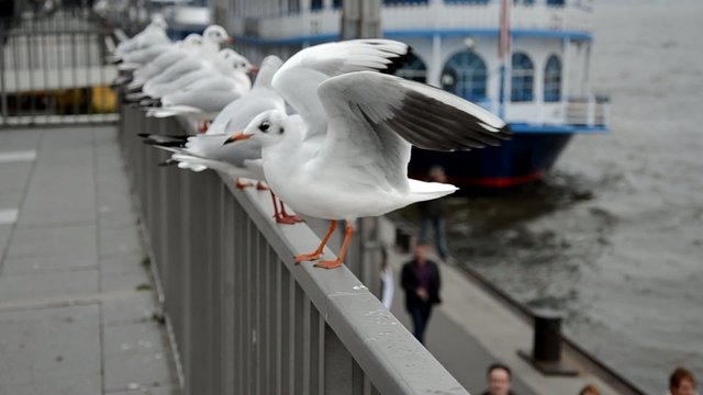 M&ouml;wen Reihe Hafen