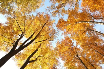 Autumn beech forest against the blue sky