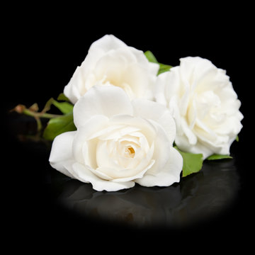 Three Open White Roses Button With Reflection Isolated