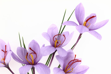 Belles fleurs violettes de crocus au safran