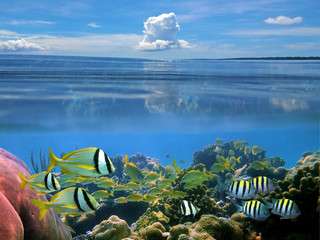 Surface and underwater split view in the Caribbean sea with a school of tropical fish in a coral...