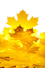 Fall maple leaves