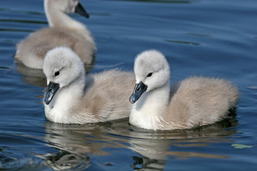Cygnets